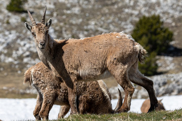 Obraz premium Ibexes in a mountainous atmosphere in the Vercors in France
