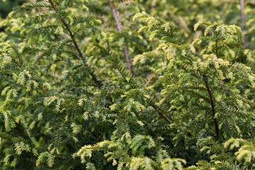 Beautiful countryside garden view of growing plants in a hot, cloudy summer day.