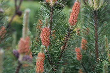 Beautiful countryside village garden nature view of green needles and other details.