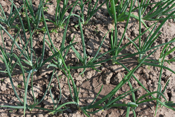 Green onion growing  on the seedbed