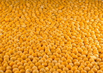 Yellow peas in a single layer. Close-up (macro) side view. On the edges of the frame a small bokeh