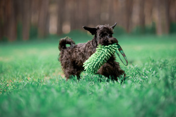 Dogs of breed Miniature Schnauzer and Black Russian Terrier in the summer forest