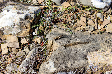 Mimetizzarsi nel proprio ambiente