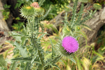 distelblüte