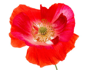 Flower of red poppy, lat. Papaver, isolated on white background