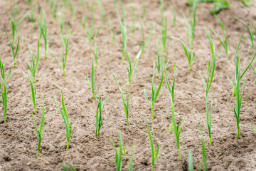 Garlic growing in spring garden.