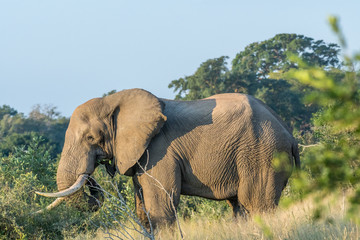African elephant with large tusks