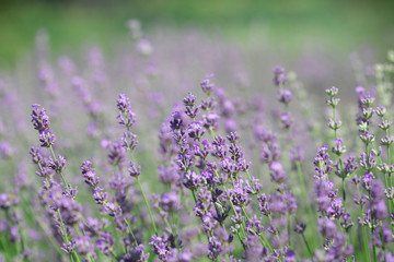 Field of lavender flowers. Natural background