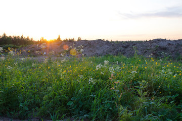 Close-up of meadow grasses and flowers at sunset