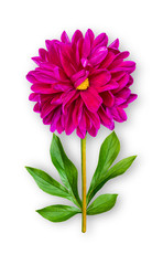 Combined unusual dahlia flower. Purple dahlia with peony leaves. Art object on a white background.