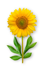 Combined unusual flower of a sunflower. Sunflower with peony leaves. Art object on a white background.