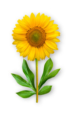 Obraz premium Combined unusual flower of a sunflower. Sunflower with peony leaves. Art object on a white background.