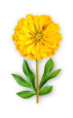 Combined unusual flower of zinnia. Yellow zinnia with peony leaves. Art object on a white background.
