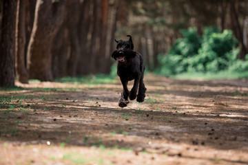 Dogs of breed Miniature Schnauzer and Black Russian Terrier in the summer forest