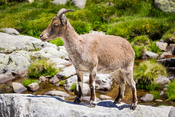 mountain goat by the river