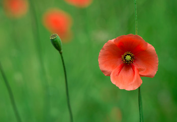 Poppy flower in garden outdoor