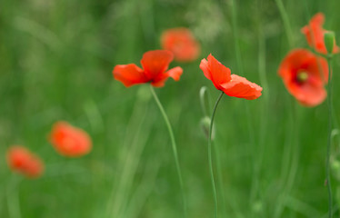 Poppy flower in garden outdoor