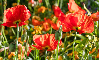 Summer feeling: Detailed close-up of beautiful orange poppy blossoms, Palatinate in Germany.