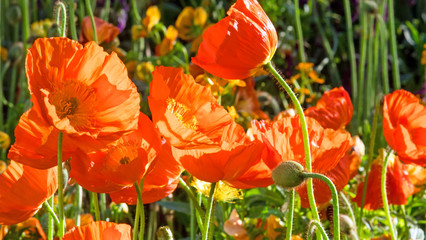 Summer feeling: Detailed close-up of beautiful orange poppy blossoms, Palatinate in Germany.