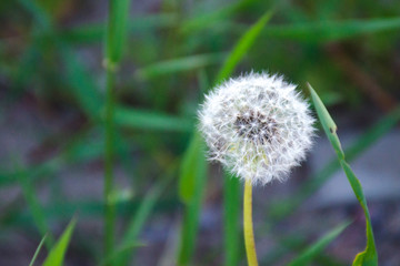 Fluffy white dandelion ball