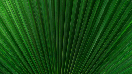 Full frame abstract tropical fresh green plant background with texture effect.