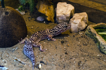 exotic leopard lizard on the sand
