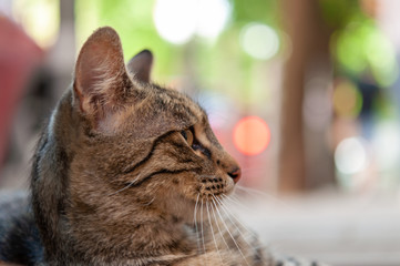 A cat is laying on the ground beside