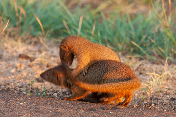 mangoose mammal of the kruger national park reserves and parks of south africa