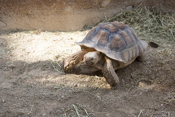 giant turtle in the zoo park