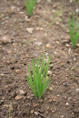 Close-up of onion plantation in the vegetable garden in springtime. Allium cepa