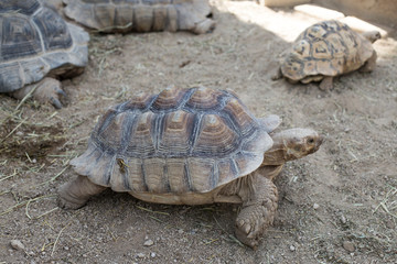 Fototapeta premium giant turtle in the zoo park