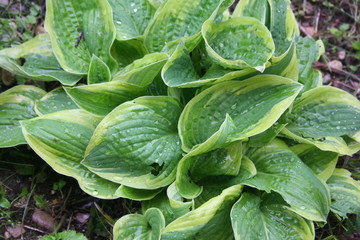 Variegated Hosta plant with green and yellow leaves in the garden
