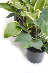 Variegated Hosta plant in black plastic pot isolated on white background