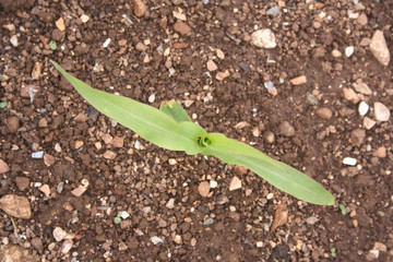 Young corn plant growing in the field in springtime