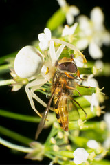 White crab spider with prey