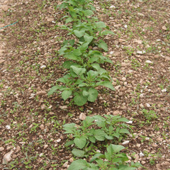 Potato plants growing in the field in springime. Solanum tuberosum