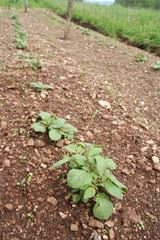 Potato plants growing in the field in springime. Solanum tuberosum