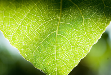Green leaf close-up. Fig tree.