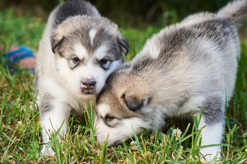 Cute Malamute puppies playing on the grass
