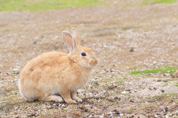 大久野島のうさぎ
