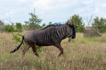 wildbeest kruger national park reserves and parks of south africa