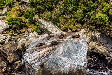 Sea lions bask on the big rock