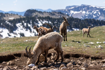 Ibexes in a mountainous atmosphere in the Vercors in France