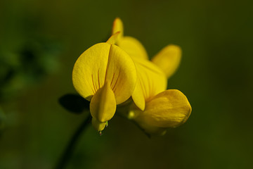 blossoms of a Lotus corniculatus Hornklee in German language