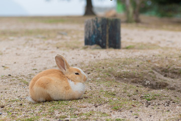 大久野島のうさぎ