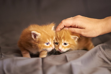 Little cute red kittens Maine Coon lie on a gray background, under the gentle stroking of the hand