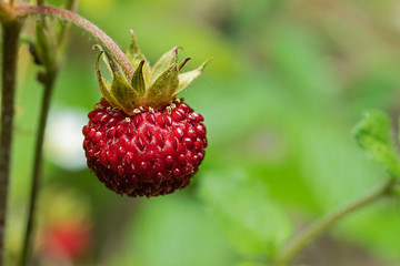 close up of a european woodland strawberry