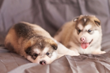 Cute Malamute puppies lie on a gray background, one of them stuck out his tongue