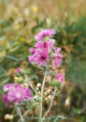 Blühende Kratzdistel, Cirsium