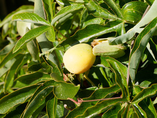 (Passiflora caerulea) Fruit non mature de Passiflore bleue ou fleur de la passion